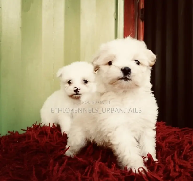 1-3 months Male Mixed Breed Maltese