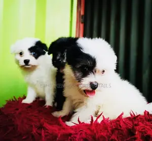 1-3 months Male Mixed Breed Maltese