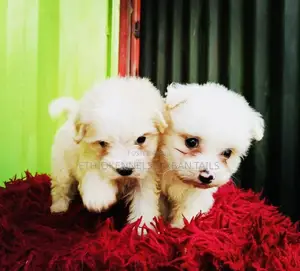 1-3 months Male Mixed Breed Maltese