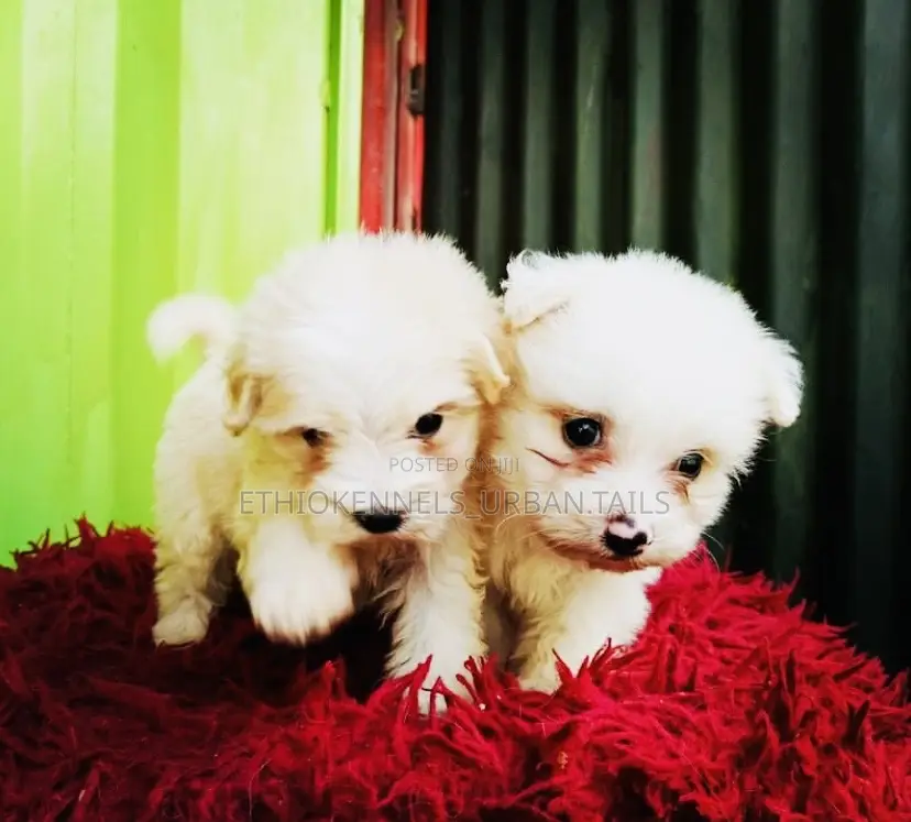 1-3 months Male Mixed Breed Maltese