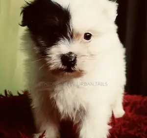 1-3 months Male Mixed Breed Maltese