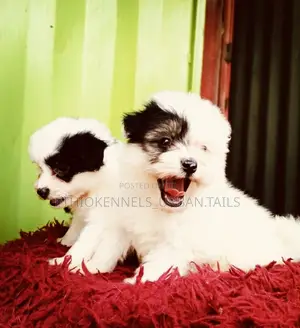 1-3 months Male Mixed Breed Maltese