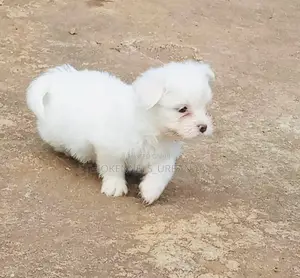 Photo - 1-3 months Male Purebred Maltese