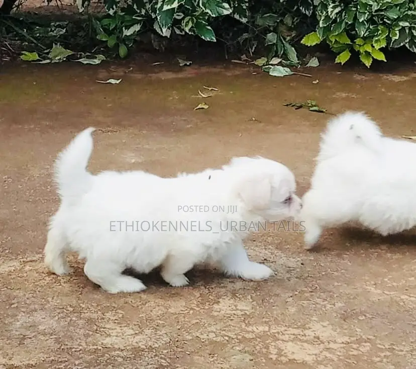 1-3 months Male Purebred Maltese