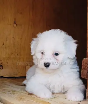 1-3 months Male Purebred Maltese
