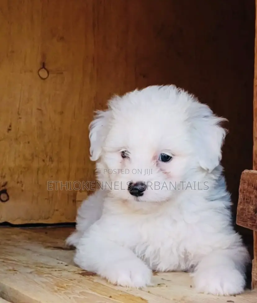 1-3 months Male Purebred Maltese
