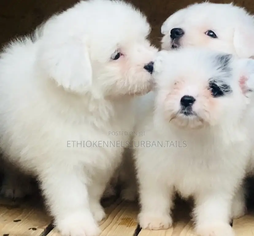 1-3 months Male Mixed Breed Maltese