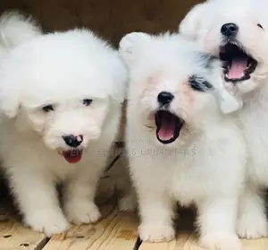 1-3 months Male Mixed Breed Maltese