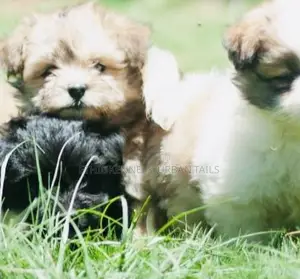 1-3 months Male Mixed Breed Maltese