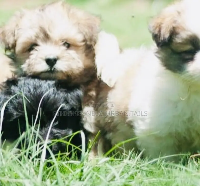 1-3 months Male Mixed Breed Maltese
