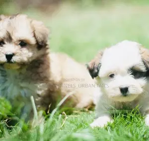 1-3 months Male Mixed Breed Maltese