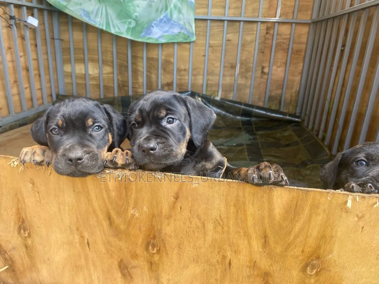 1-3 months Male Purebred Bullmastiff