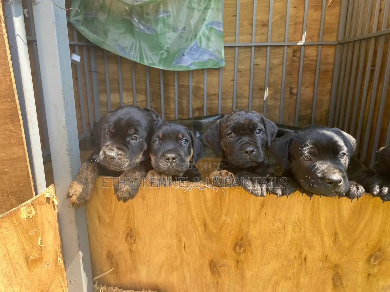 1-3 months Male Purebred Bullmastiff