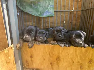 1-3 months Male Purebred Bullmastiff