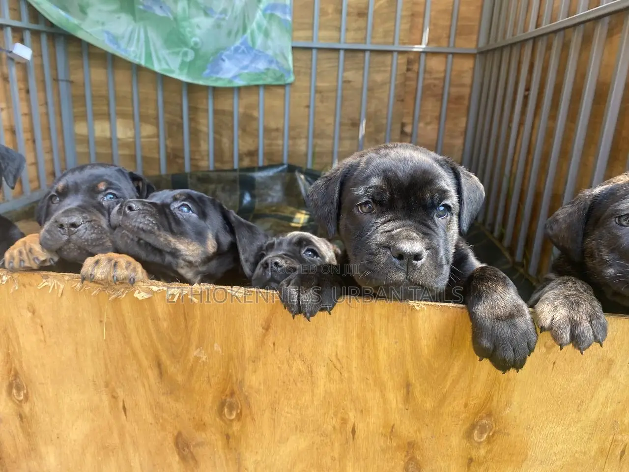 1-3 months Male Purebred Bullmastiff