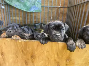 1-3 months Male Purebred Bullmastiff