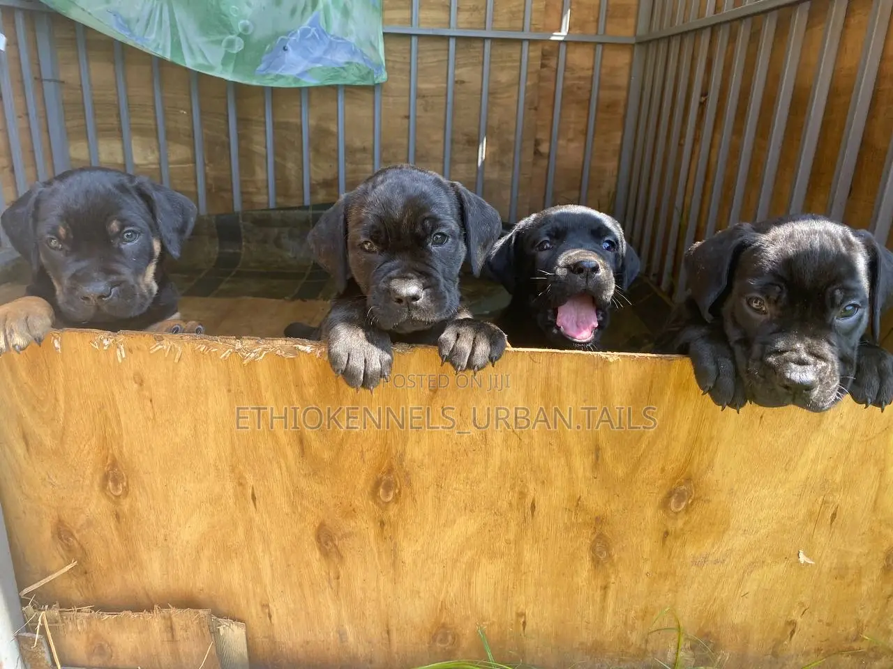 1-3 months Male Purebred Bullmastiff