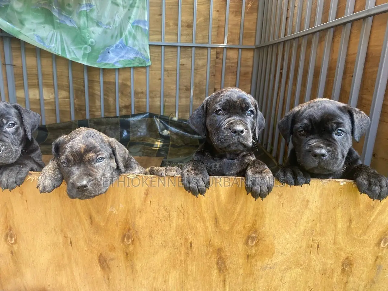 1-3 months Male Purebred Bullmastiff