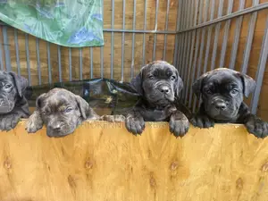 1-3 months Male Purebred Bullmastiff