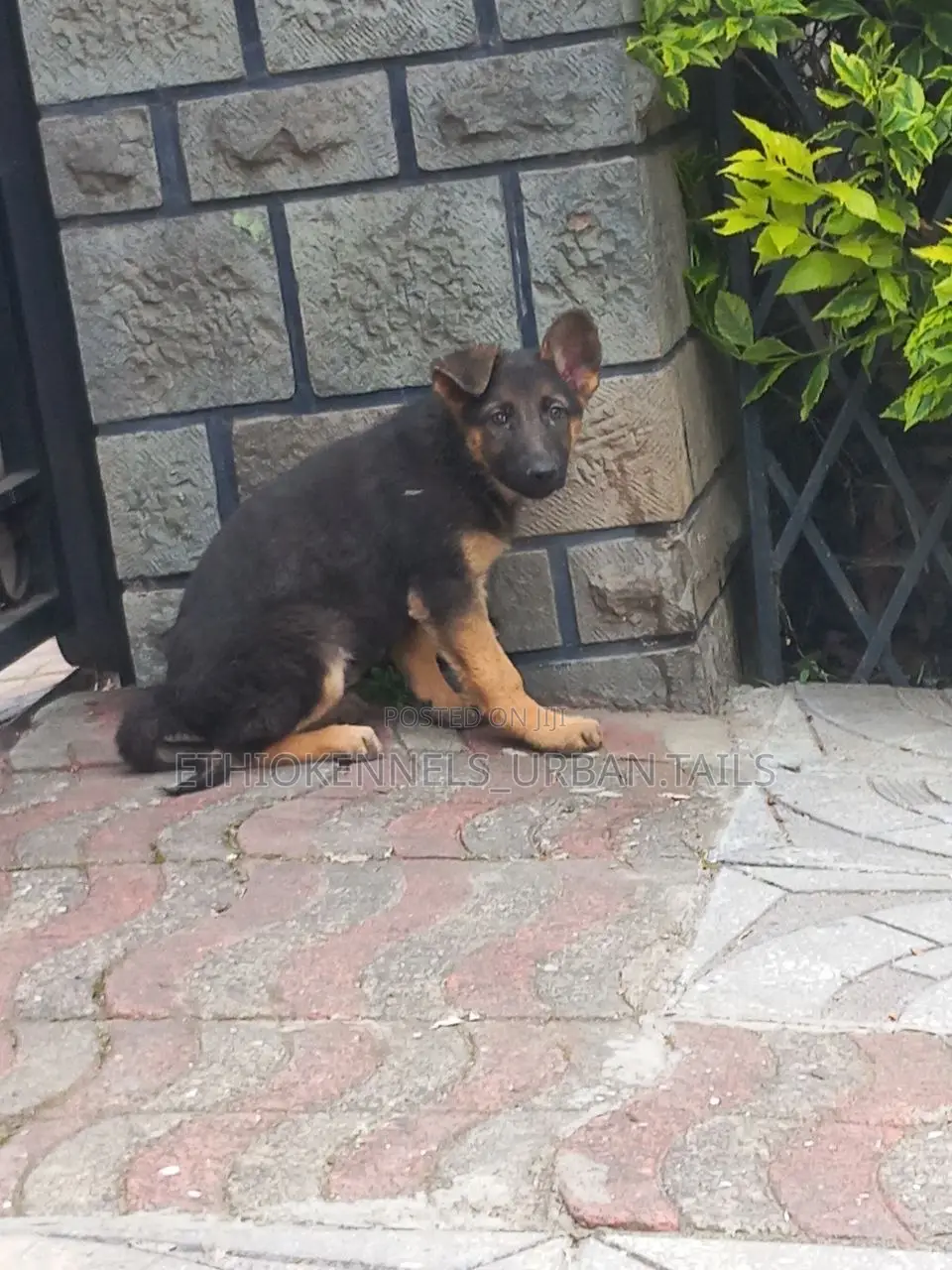 1-3 months Female Purebred German Shepherd