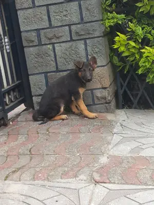 1-3 months Female Purebred German Shepherd