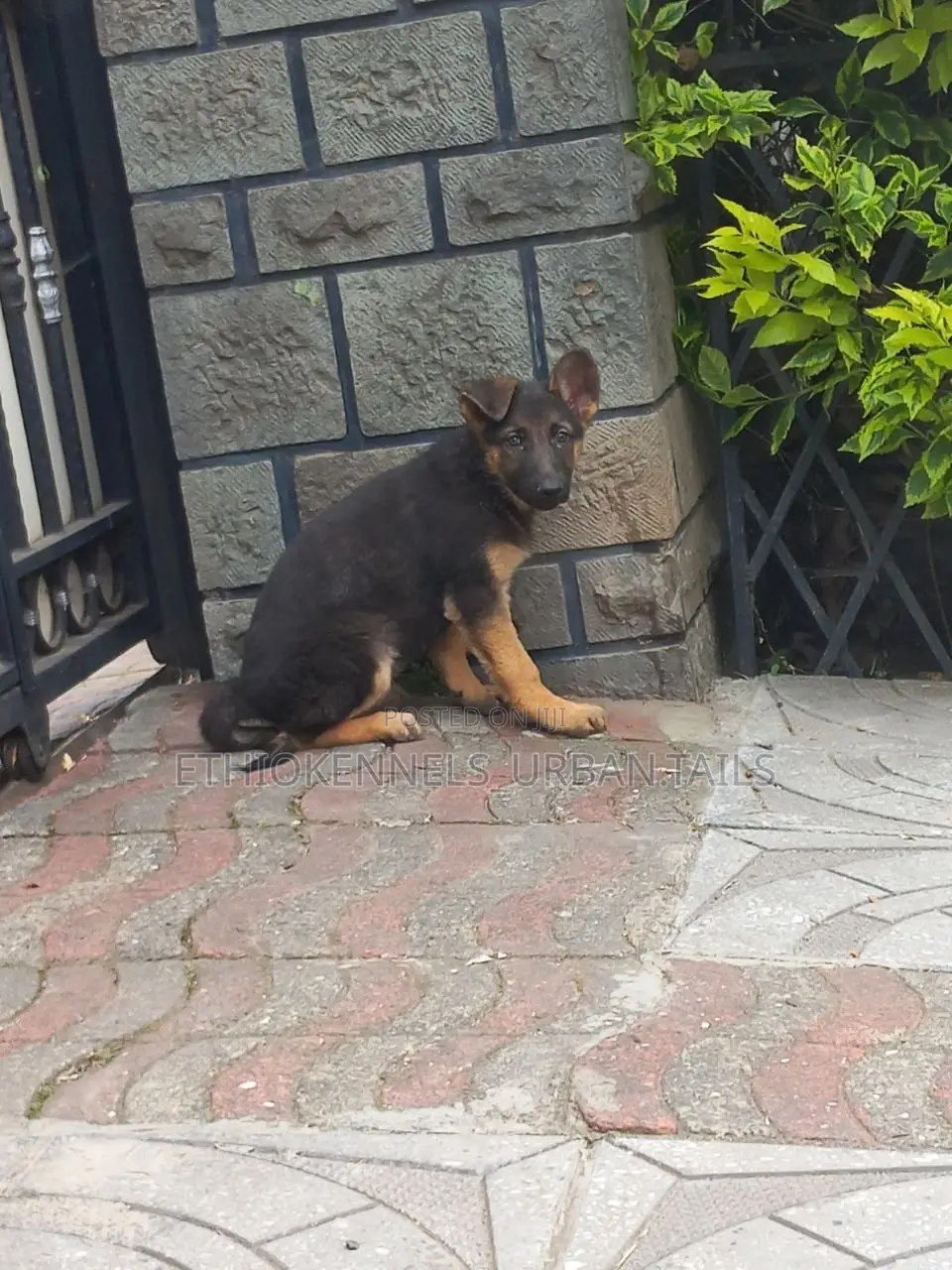 1-3 months Female Purebred German Shepherd