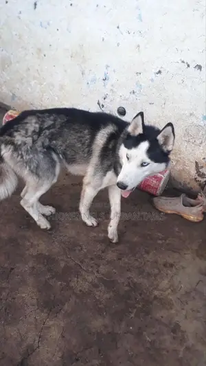 Photo - 6-12 months Female Purebred Siberian Husky