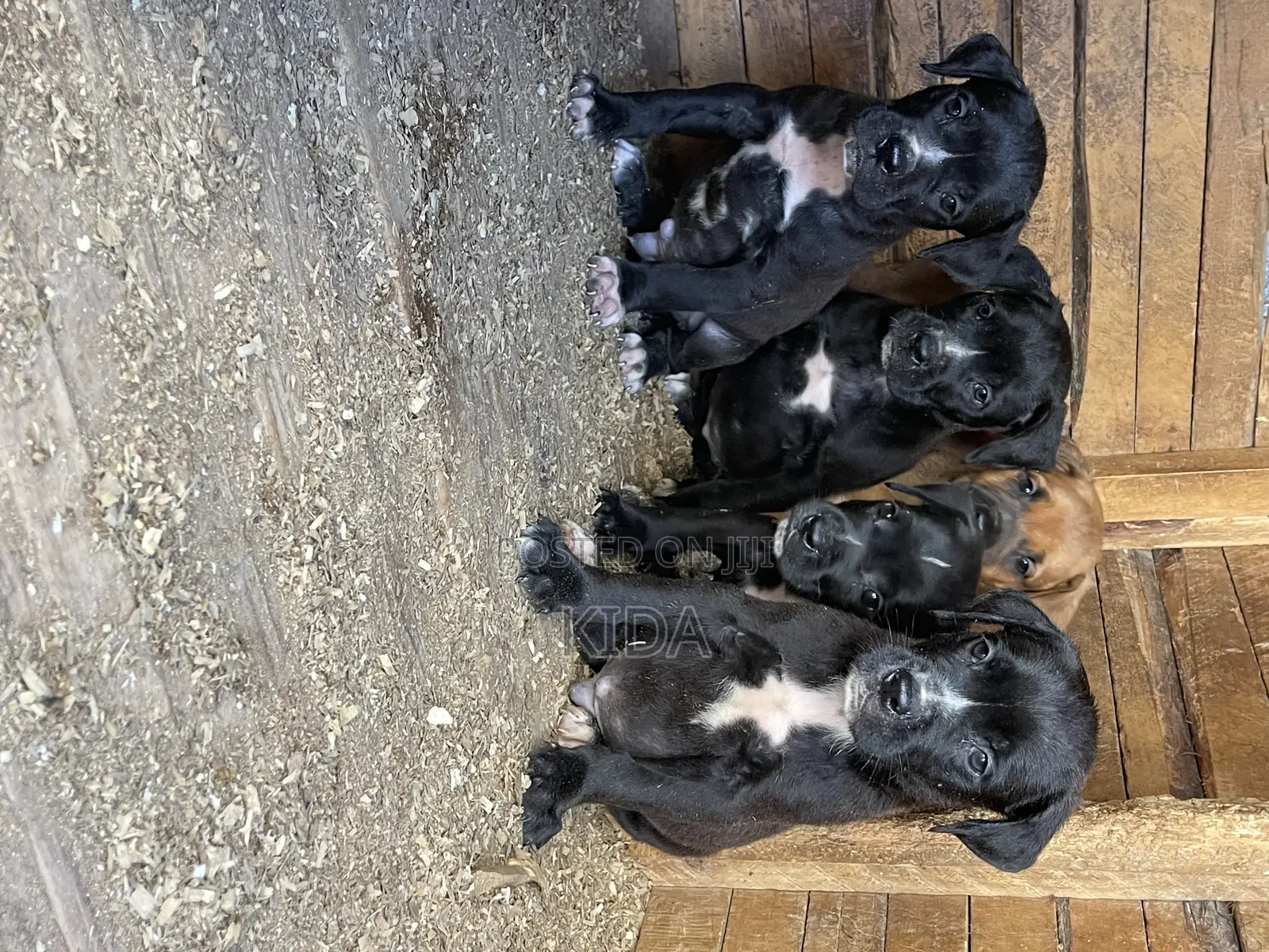 1-3 months Male Mixed Breed Saint Bernard