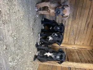 1-3 months Male Mixed Breed Saint Bernard