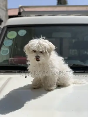 1-3 months Male Purebred Maltese