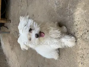 1-3 months Male Purebred Maltese