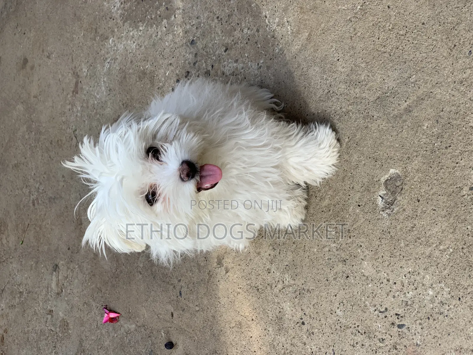 1-3 months Male Purebred Maltese