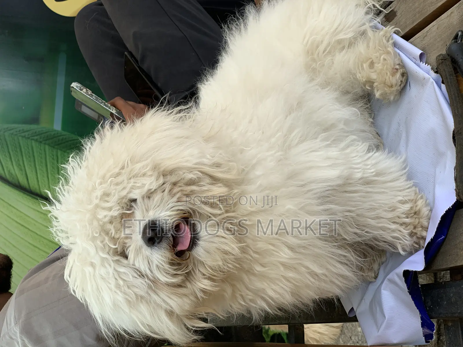 3-6 months Male Purebred Maltese