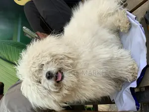 3-6 months Male Purebred Maltese