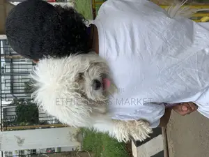 3-6 months Male Purebred Maltese