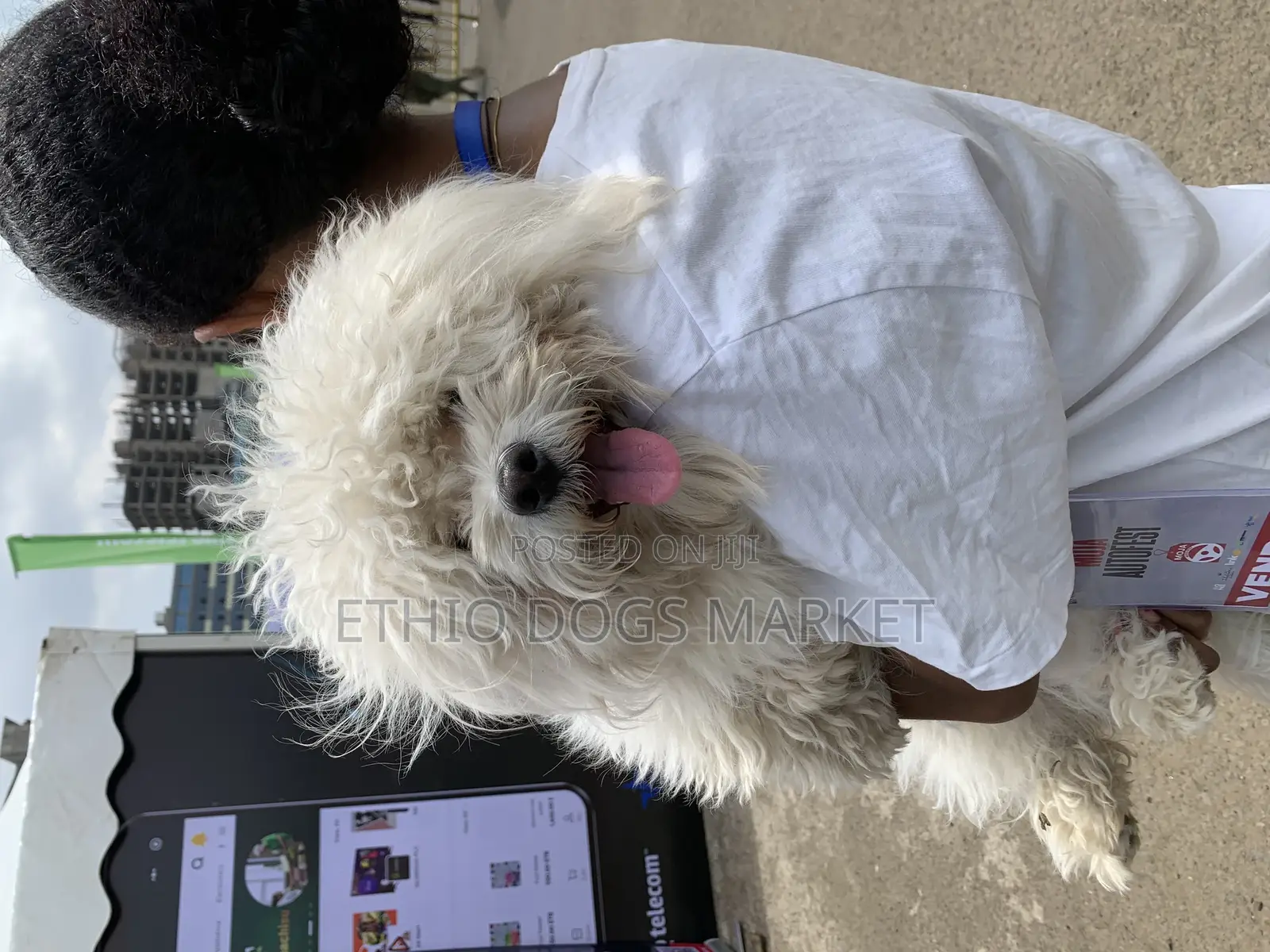 3-6 months Male Purebred Maltese