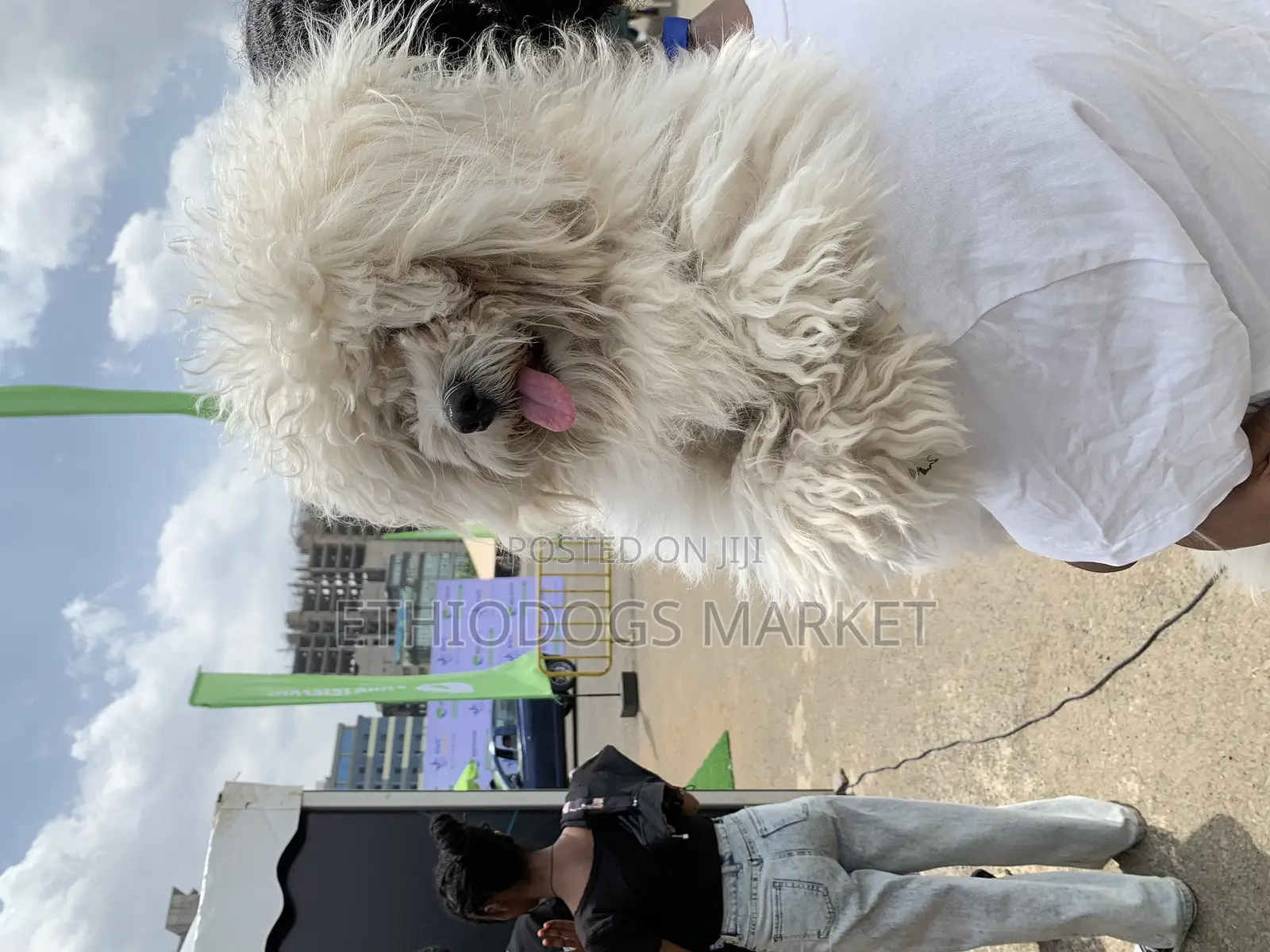 3-6 months Male Purebred Maltese