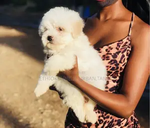 Photo - 1-3 months Male Purebred Maltese