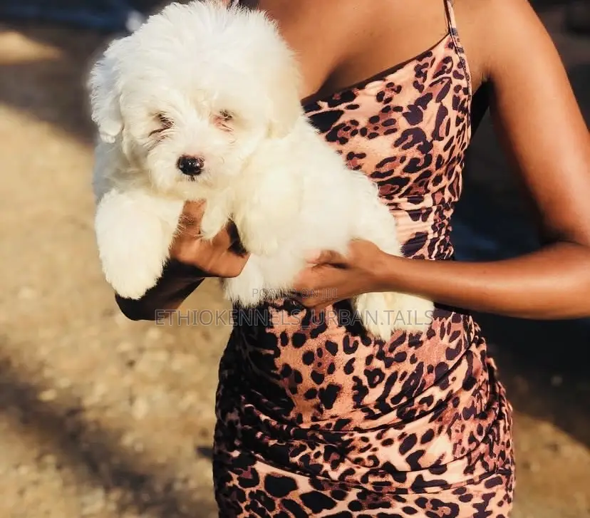 1-3 months Male Purebred Maltese