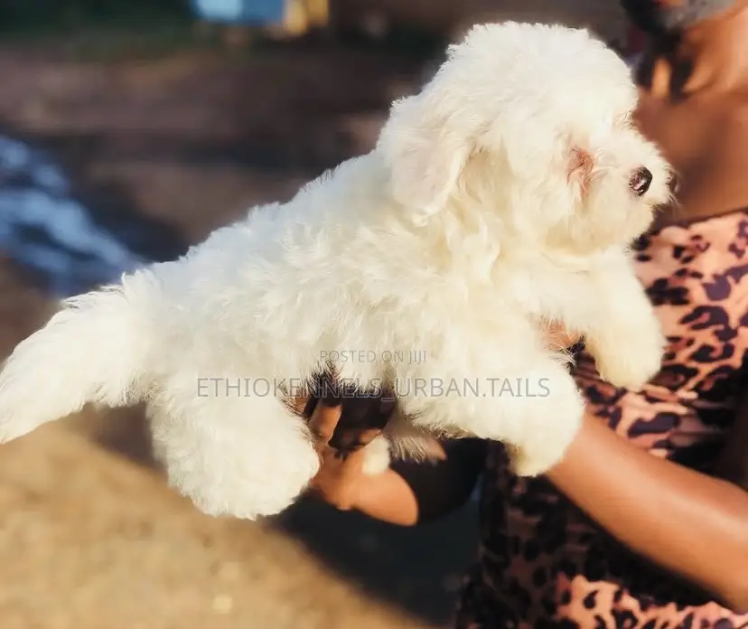 1-3 months Male Purebred Maltese