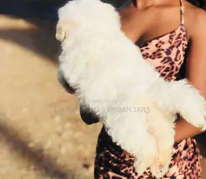 1-3 months Male Purebred Maltese