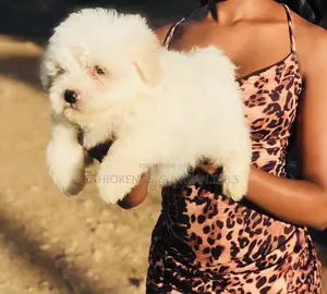 1-3 months Male Purebred Maltese