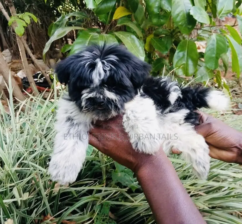 1-3 months Male Mixed Breed Maltese