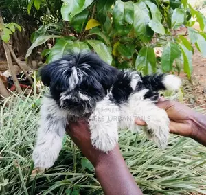 1-3 months Male Mixed Breed Maltese