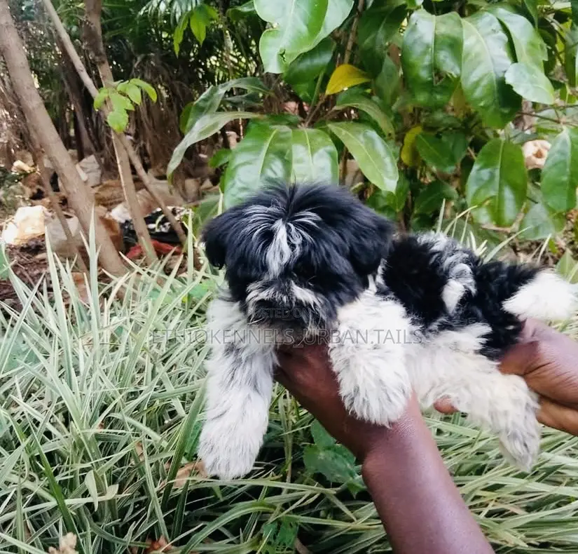1-3 months Male Mixed Breed Maltese