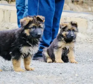 Photo - 1-3 months Male Purebred German Shepherd