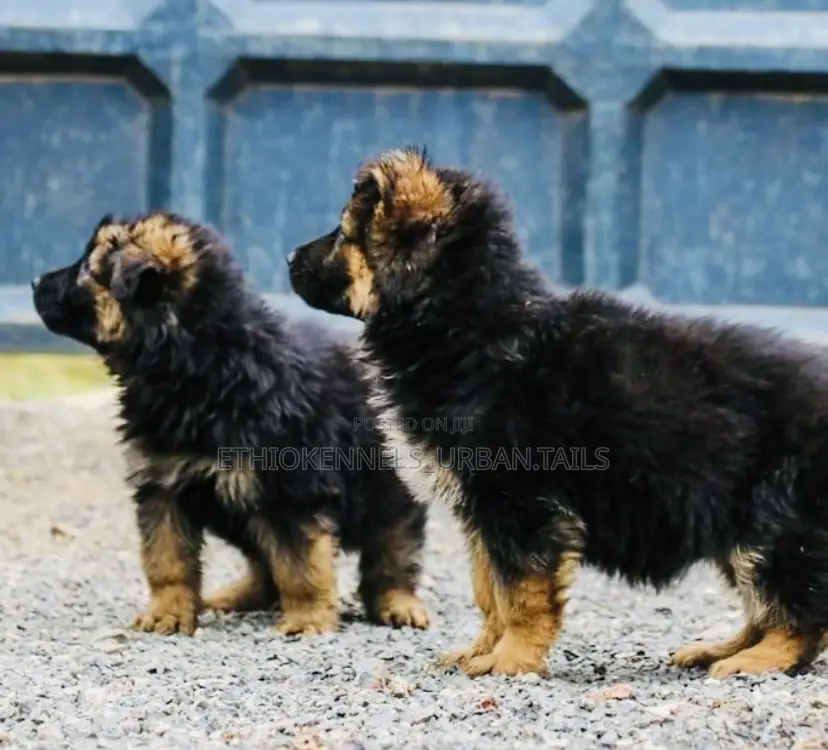 1-3 months Male Purebred German Shepherd