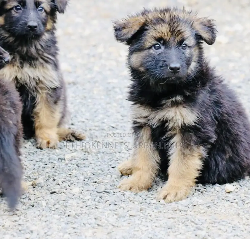 1-3 months Male Purebred German Shepherd