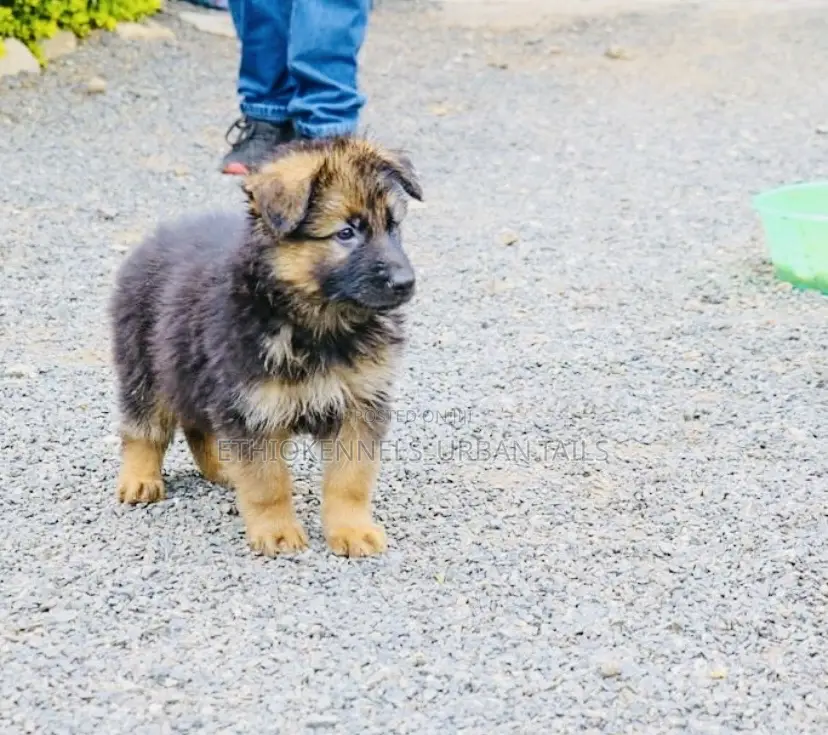 1-3 months Male Purebred German Shepherd