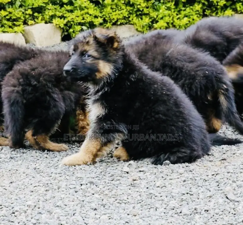 1-3 months Male Purebred German Shepherd